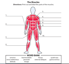 This is a table of muscles of the human anatomy. Major Muscles Of The Human Body Diagram