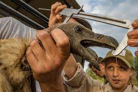 How To Be A Conservationist – National Geographic Society Newsroom