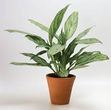 Chinese Evergreen Indoor Plant In 2020 Houseplants Low Light Indoor Plants Low Light Bathroom Plants