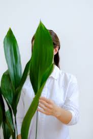 Le piante da appartamento più diffuse e resistenti alla poca luce sono la zaima, l'aspidistra, la chamaedorea, il filodendro e il ficus. 10 Piante Da Interno Verdi E Belle Con Poca Luce Foto Livingcorriere