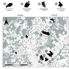 Image result for Cissus nigropilosa