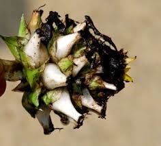 Image result for Curculigo latifolia