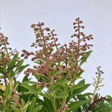 Image result for Pieris japonský debutante obrázek