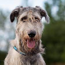 Click For Irish Wolfhound Info Irishwolfhound Irish Wolfhound Puppies Irish Wolfhound Wolfhound