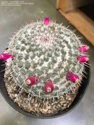 How do you propagate mammillaria? Plantfiles Pictures Old Lady Cactus Mammillaria Hahniana By Blueoddish