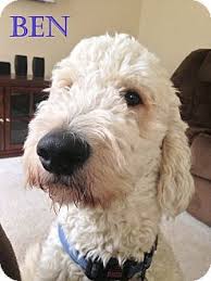 Labradoodle puppies available for sale in new jersey from top breeders and individuals. Pet Not Found Dog Adoption Pets Goldendoodle