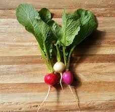 20 Types Of Radishes For Containers Best Radish Varieties