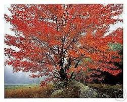 There are 2005 orange maple tree for sale on etsy, and they cost $28.46 on average. Acer Rubrum October Glory Red Maple Tree Seeds Buy Online In United Arab Emirates At Desertcart Ae Productid 89138793