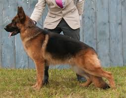 We follow a high code of ethics for responsible breeding and raising. Canadian Dogs German Shepherd Breeders In Canada