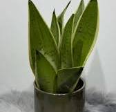Sansevieria Snow White