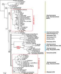 Image result for Aeschynomene schimperi