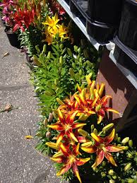 She must have thought it was symbolic and what flowers! Lilies Perennial Garden Plants Perennials