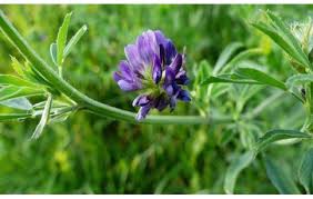 Image result for Medicago sativa