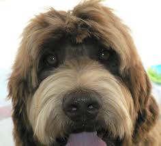 Bildergebnis Fur Labradoodle Haarschnitttypen Bildergebnis Fur Labradoodle Haarschnitttypen Source By Dagmardun Labradoodle Grooming Dog Grooming Labradoodle