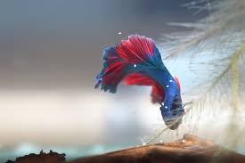 Breeding Betta Fish From Selecting A Pair To Raising The Fry Fishkeeping World