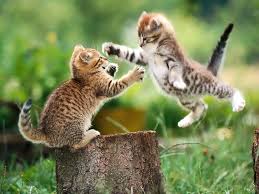 In this video i talk about cats playing and how to tell the difference between a cat fight and two cats playing, which can look very. Why Do Cats Play Fight Wild And Feral Cats Face Many Dangers One Of Those Is From Other Cats All Cats Battle Baby Animals Cute Kitten Gif Cute Baby Animals