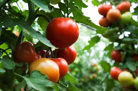 Our growing tomatoes guide takes you from planting to harvesting! What S Wrong With My Tomato Plant We Have The Answer