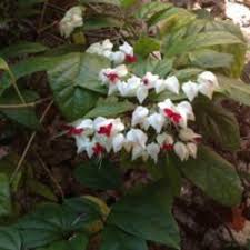 Image result for Clerodendrum poggei