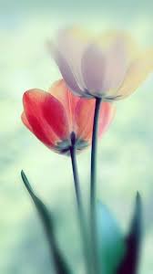 Flower Nature Flowers Wallpaper Iphone Clean Beauty Colour Peaceful Cal Flowers Photography Flowers Photography Wallpaper Beautiful Flowers Wallpapers