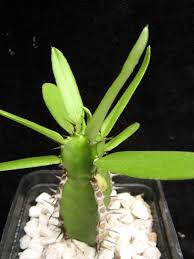 Image result for Euphorbia persistentifolia
