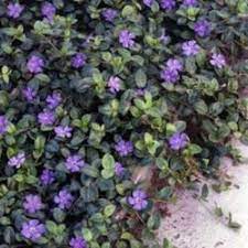 Check spelling or type a new query. Ground Covers Under Pine Trees Knowledgebase Question Garden Org