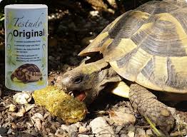 Dieses schildkrötenhaus hat keinen boden und wird direkt auf das erdreich im freigehege, frühbeet oder terrarium gestellt. Schildkrotenhaus Schildkrotenhohle Landschildkroeten De
