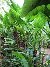 Le Jardin D Eden Un Paradis A La Reunion La Terre Est Un Jardin En 2020 Entree Du Jardin Jardin Tropical Feuilles De Plantes