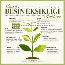 Gokturk Seyhan Adli Kullanicinin Akvaryum Panosundaki Pin Planted Aquarium Organik Bahcecilik Bitki