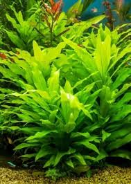 Image result for Hygrophila
