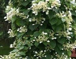 Native hydrangeas grow in woodland areas. Climbing Hydrangea