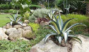Image result for Agave americana