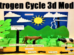 Nitrogen Cycle 3d Model Nitrogen Cycle Science Exhibition Ideas School Art Projects
