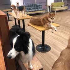 Good dog cafe, fayetteville, arkansas. Igo Pet Cafe Themed Cafes 1 7 Pv 128 Jalan Genting Klang Kuala Lumpur Malaysia Restaurant Reviews Phone Number