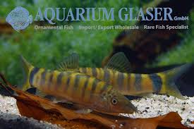 Image result for Kotschya