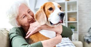 Even if the dog knows a command for carry or lift. Dog Heimlich Emergency Vet 24 7