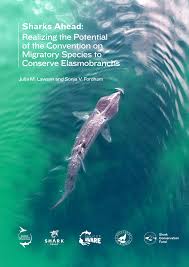 PDF) Sharks Ahead: Realizing the Potential of the Convention