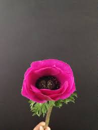 Fuchsia Anemone Winter Flowers Spring Flowers Flowers