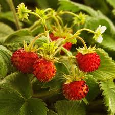 Image result for Fragaria vesca