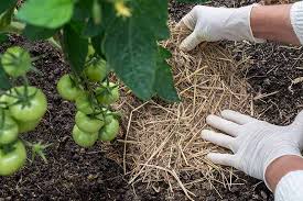 Mulching your vegetable garden not only helps suppress weeds, it also prevents soil erosion and how to use mulch in your vegetable garden. Mulching And Low Maintenance Gardening Gardener S Path