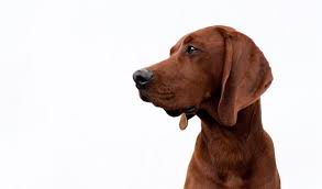 The current median price for all redbone coonhounds sold is $0.00. Redbone Coonhound Dog Breed Information