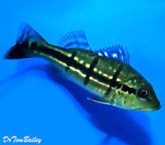 Peacock bass can live for several years. Peacock Bass For Sale Aquariumfish Net