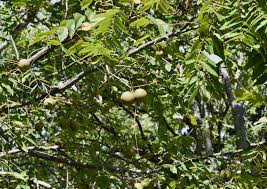 Image result for Juglans