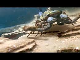 They are commonly called water scorpions for their superficial resemblance to scorpions, due to their raptorial forelegs and the presence of a long slender process at the posterior end of the abdomen, resembling a tail. The Terrifying Giant Scorpion That Roamed Prehistoric Oceans Youtube