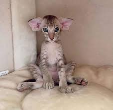 Asians are grouped in the foreign section at cat shows. Hypoallergenic Cats For People Who Are Allergic But Also Love Cats Hypoallergenic Cats Cat Breeds Hypoallergenic Oriental Shorthair Cats