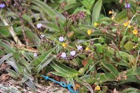 Image result for Cyanotis sp. aff. C. lapidosa