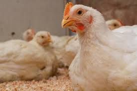 Check spelling or type a new query. 7 Mistakes You Can Make When Raising Them Broiler Chicken