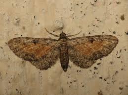 Image result for Eupithecia icterata