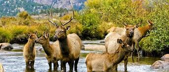 Beautiful home decor and gifts from the heart of the rocky mountains! The Best Adventure Things To Do In Estes Park By Season