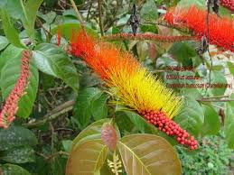 Image result for Combretum falcatum