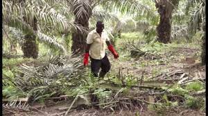 This layer is editable and shared with the public. Solidaridad Palm Oil Training Video On Pruning Canopy Management Youtube